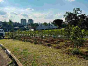Microflorestas avançam em Campinas com o desafio é fazer verde sobreviver