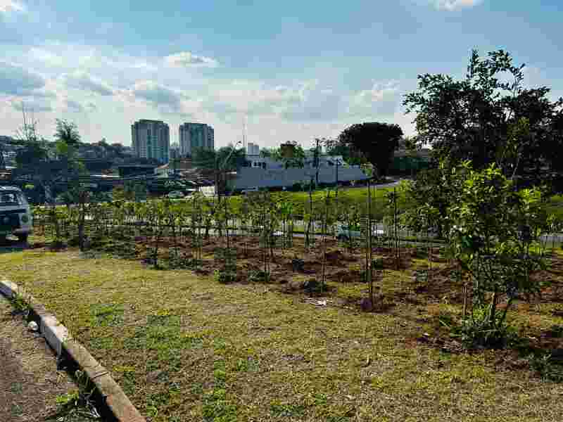 Microflorestas avançam em Campinas com o desafio é fazer verde sobreviver